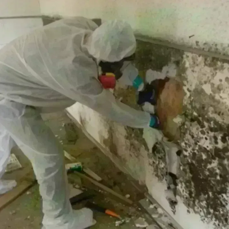 Mold Remediation and Removal in Jasper, IN